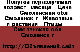 Попугаи неразлучники возраст 3месяца › Цена ­ 800 - Смоленская обл., Смоленск г. Животные и растения » Птицы   . Смоленская обл.,Смоленск г.